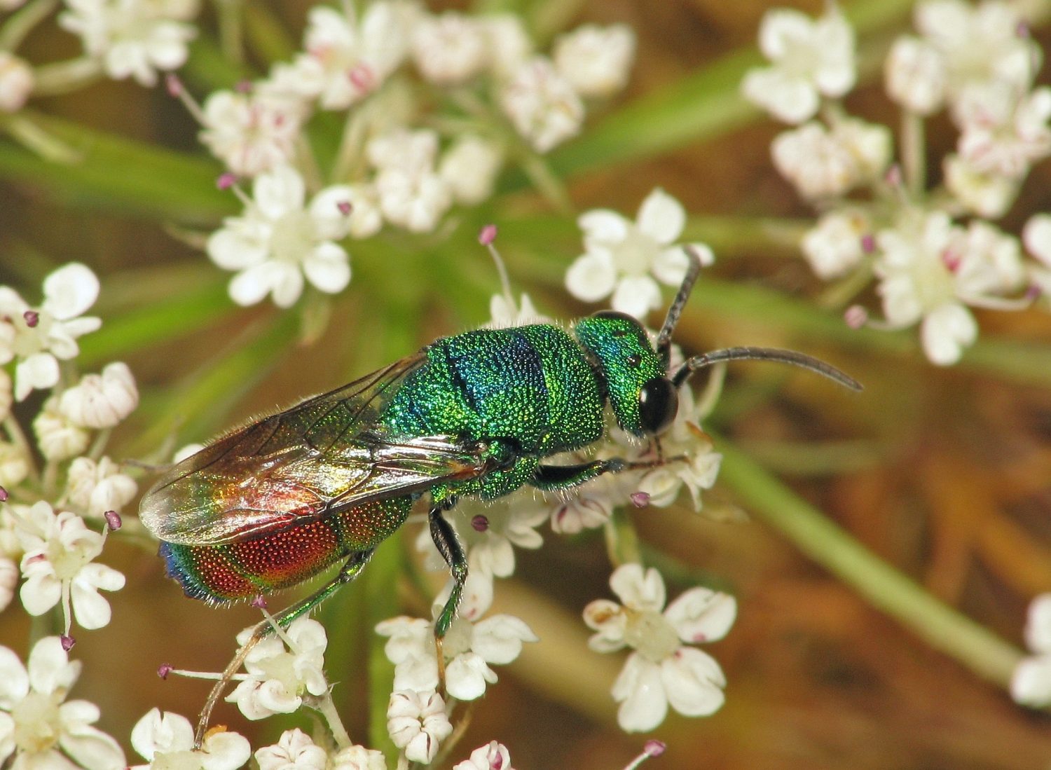 Vespa cuculo, in particolare una specie della famiglia Chrysididae, comunemente nota come vespa gioiello