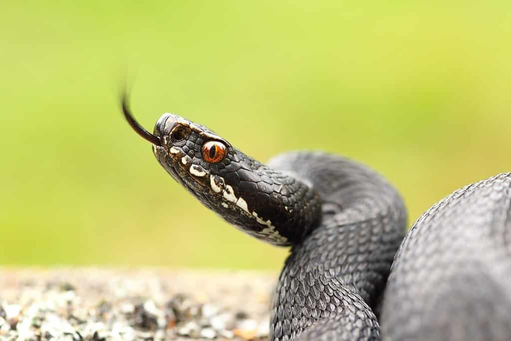 sommatore europeo comune nero femminile pronto a colpire, mostrando la sua lingua ( Vipera berus ); immagine scattata nelle montagne Apuseni, Romania, su animali selvatici
