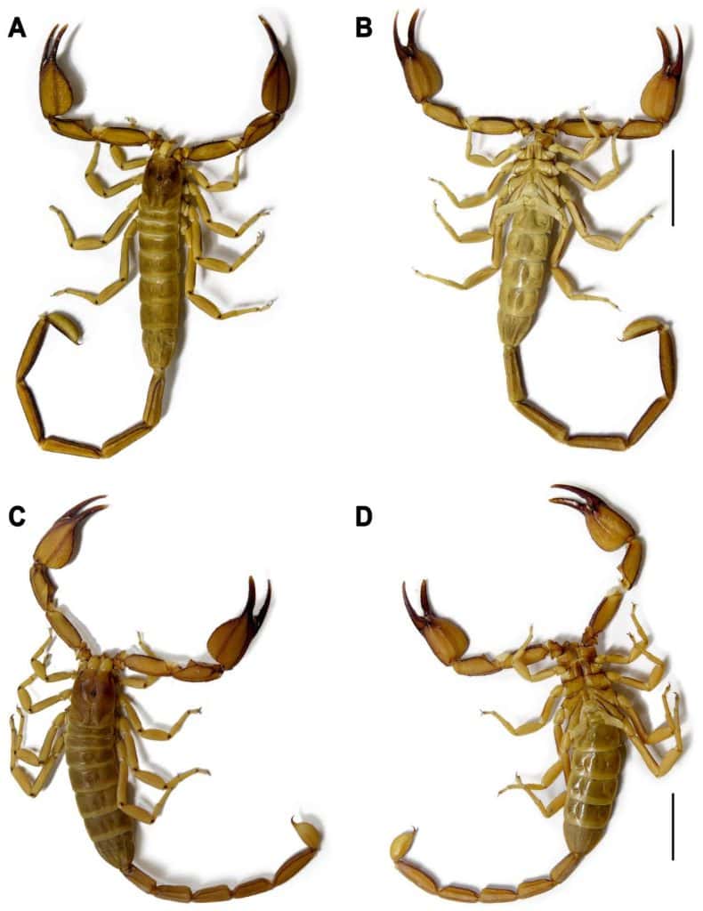 Hemiscorpius jiroftensis sp. n., habitus, aspetti dorsale (A,C) e ventrale (B,D). (A,B). Olotipo ♂ (RIZ HD 44A).