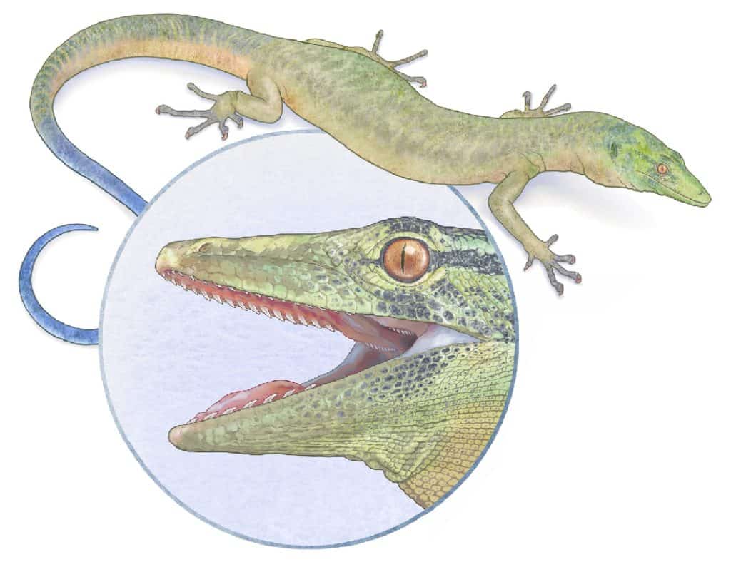 Ricostruzione della vita di Breagnathair elgolensis basata sulle proporzioni misurate dell'olotipo