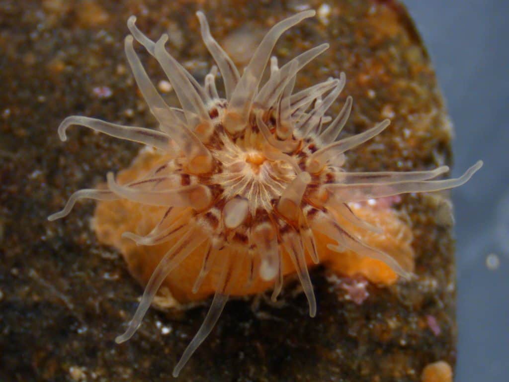 Foto al microscopio stereo del mare Anone _Sartiogeton Laceratus