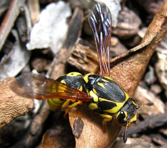 vespa pollinica, Pseudomasaris vespoides