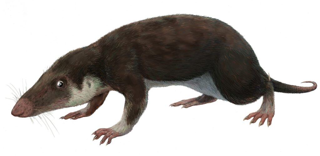 Cranio fossile di Morganucodon, un mammifero basale strettamente imparentato con Camurocondylus lufengensis