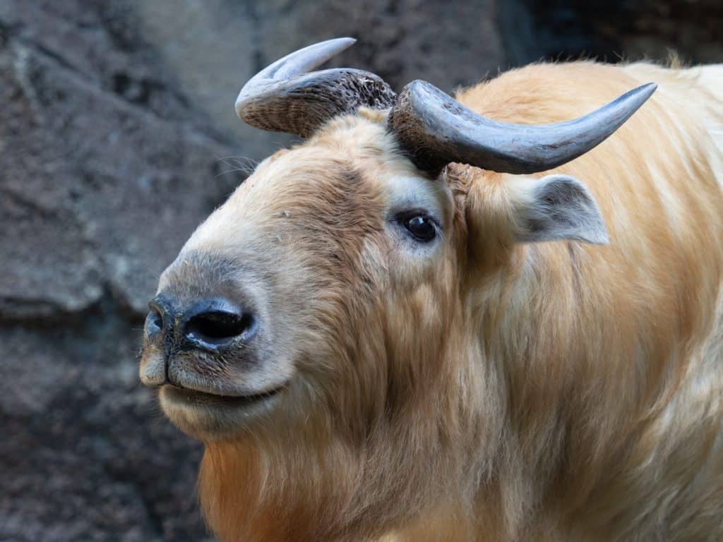 Il takin dorato (Budorcas taxicolor bedfordi), ritratto di capra-antilope in via di estinzione.