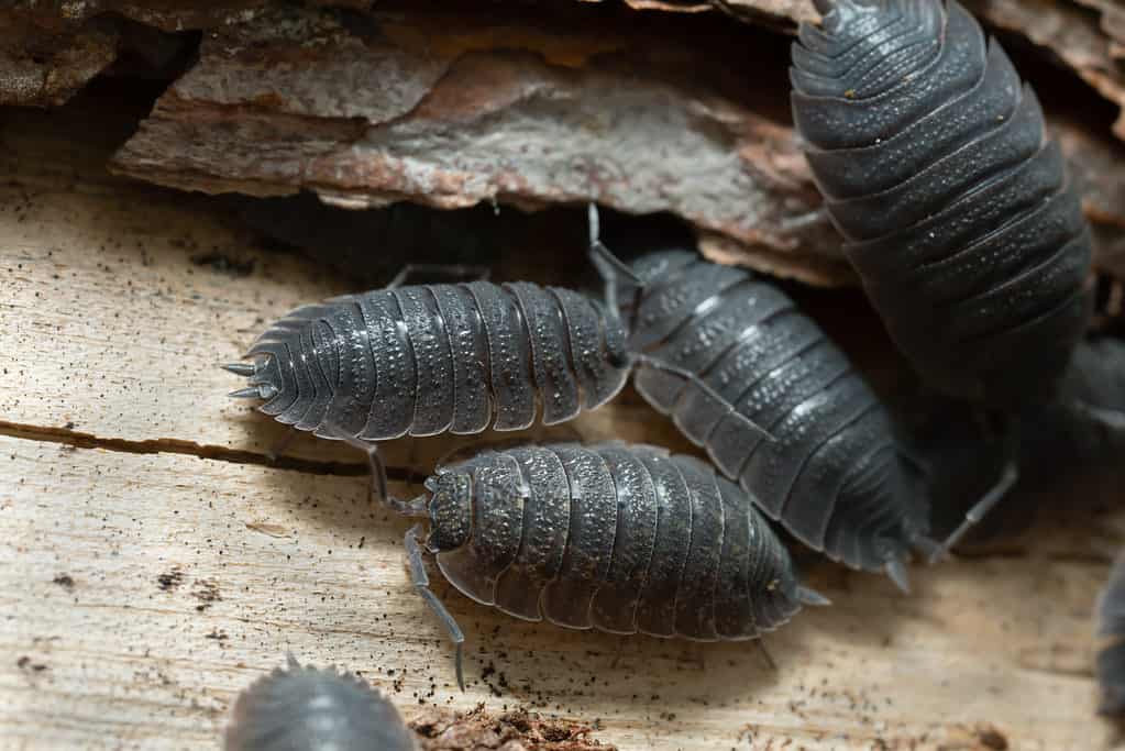 Comune pidocchio del legno grezzo, Porcellio scaber su legno