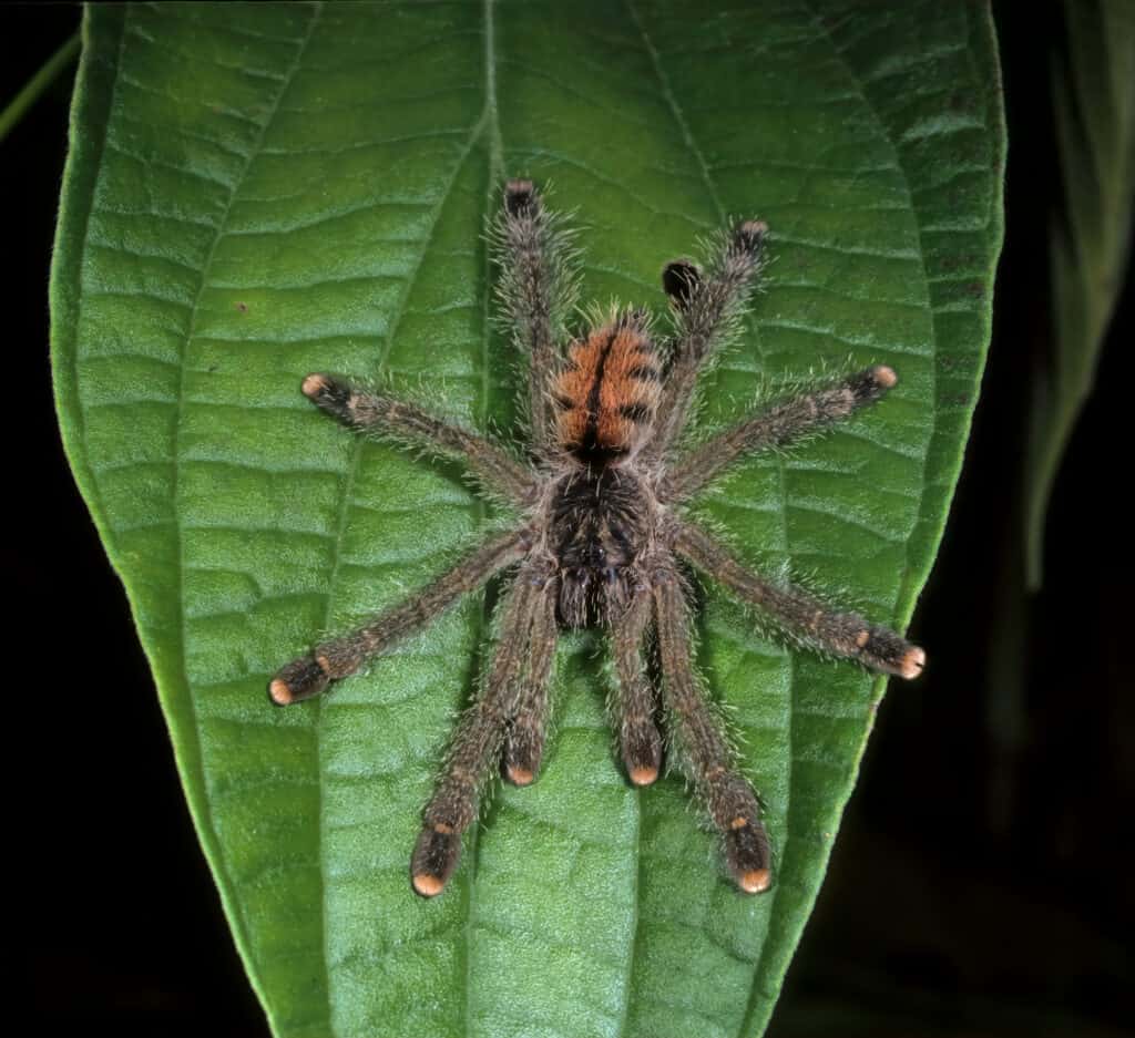 Avicularia avicularia