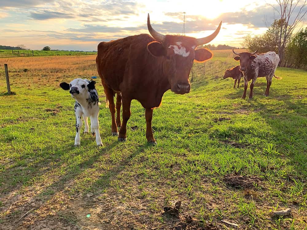 Mandria di bovini e mucche con vitello di rara razza Pineywoods.