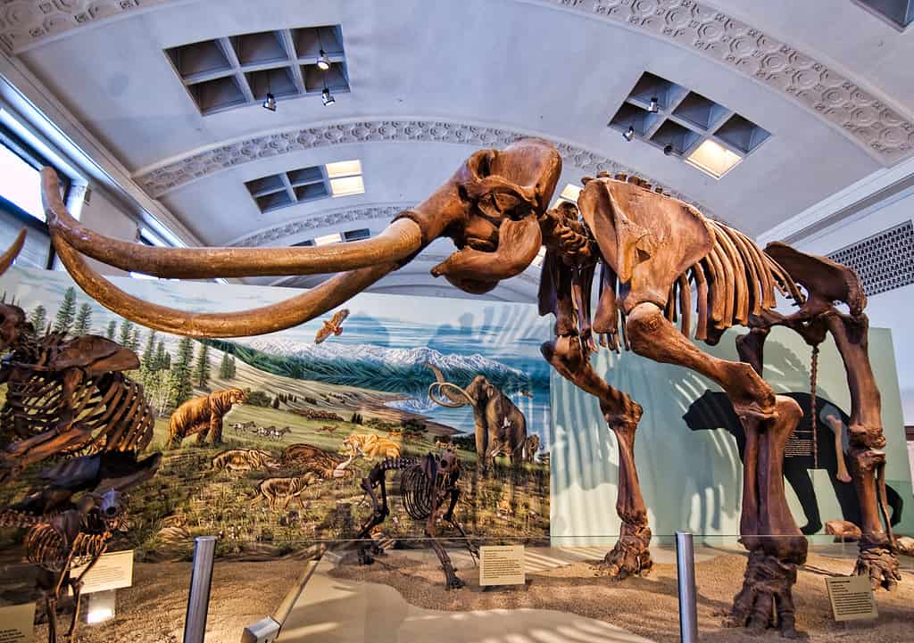 Scheletro montato (in questo caso un calco) di un mammut colombiano (Mammuthus columbi) nel vecchio edificio del "Museo di storia naturale dello Utah"oggi ribattezzato the "Museo di storia naturale dello Utah" e dal 2011 si è trasferito nel Rio Tinto Center, a Salt Lake City (Utah).