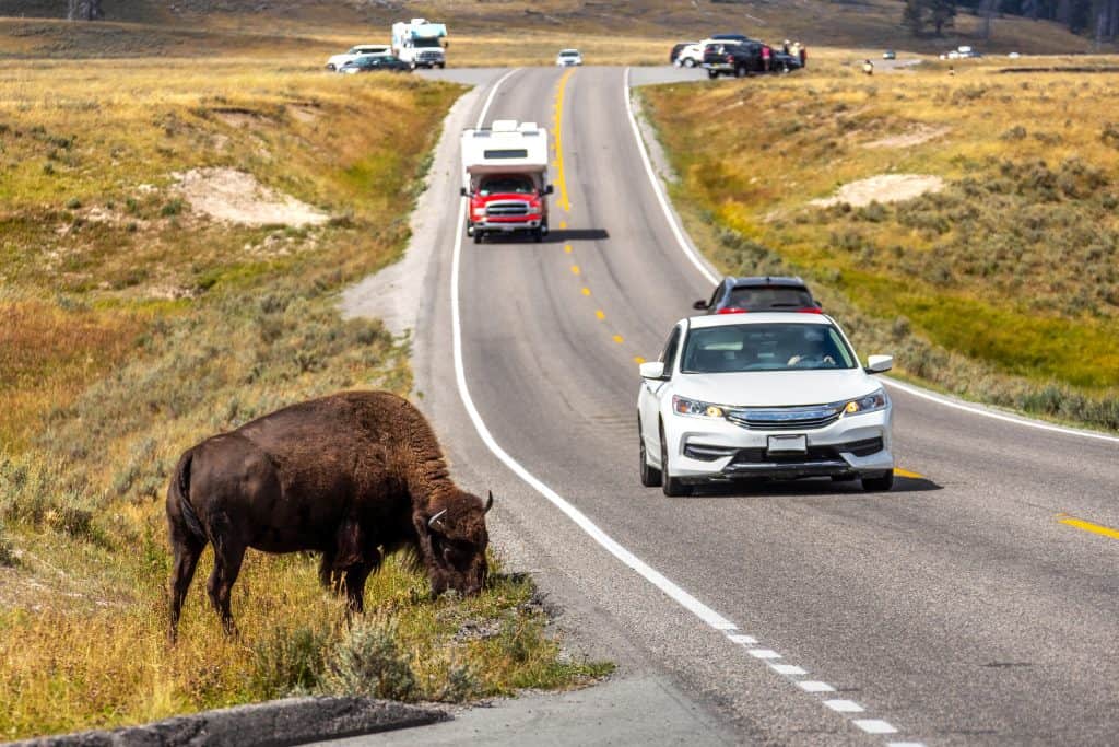 Un bisonte americano che pascola sul lato della strada mentre il traffico passa a Hayden Valley nel Parco Nazionale di Yellowstone, Wyoming negli Stati Uniti.