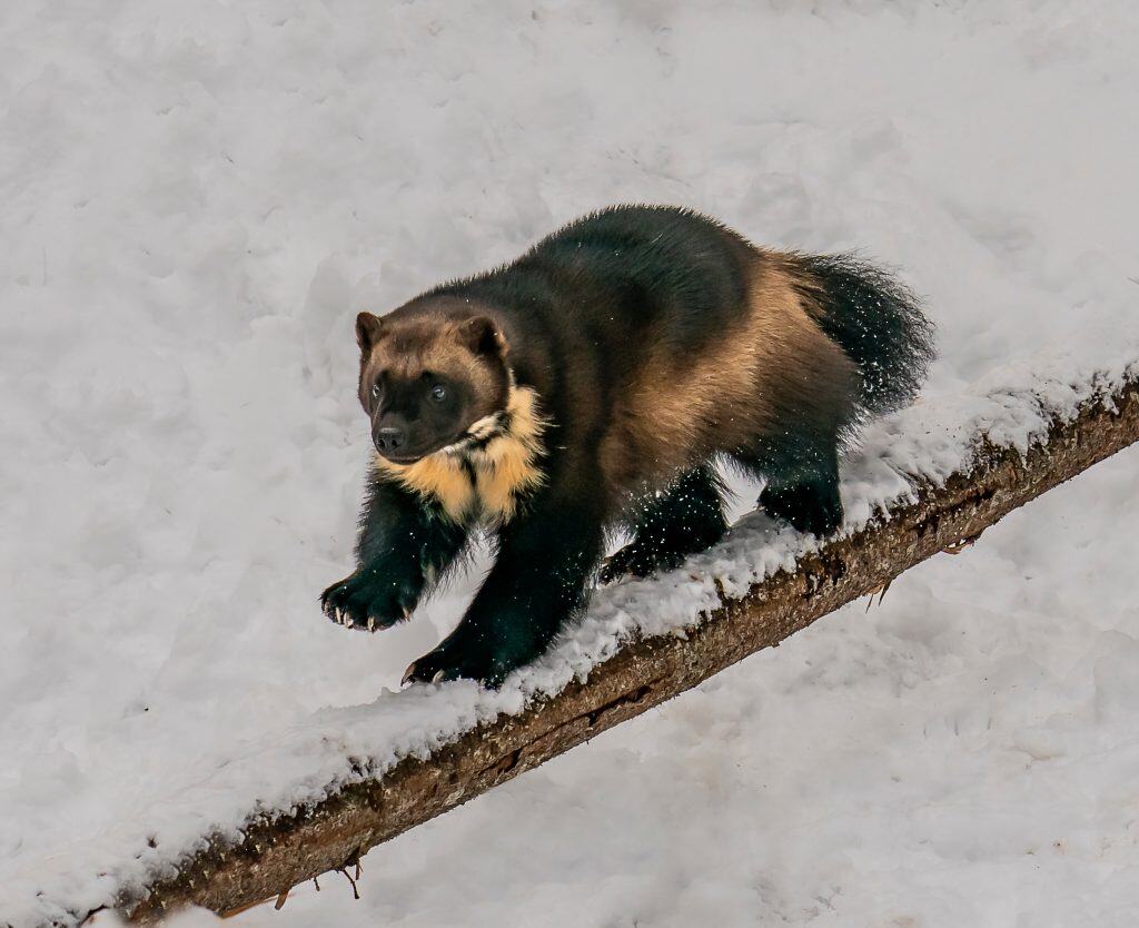 Wolverine su una trave di equilibrio - Un giovane Wolverine corre su un tronco, solleva la neve in perfetto equilibrio. Centro faunistico Kroschel, Haines, Alaska.