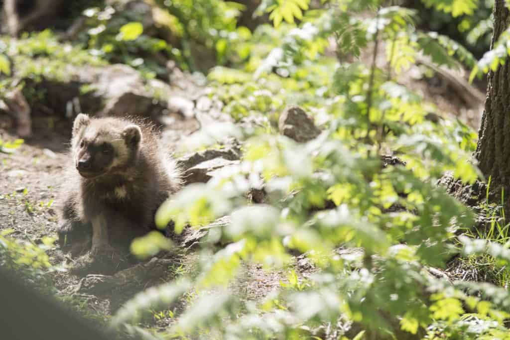 kit per bebè di Wolverine