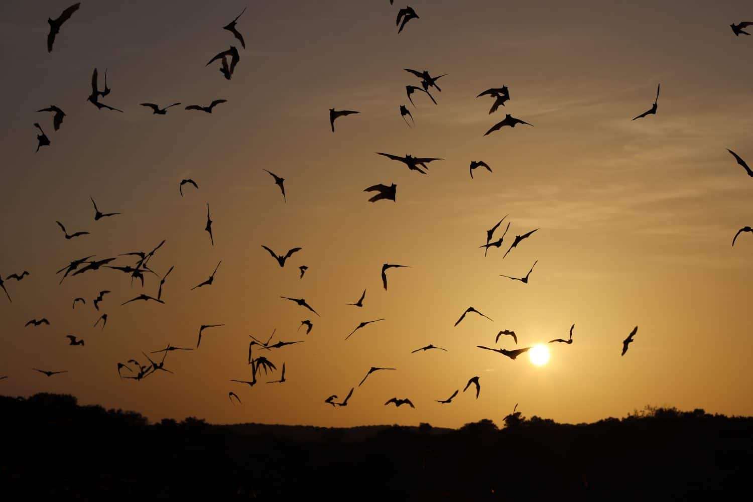 Volo di pipistrelli al tramonto