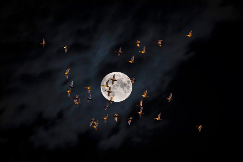 Bella luna piena nel cielo notturno. Uccelli che volano davanti alla luna.