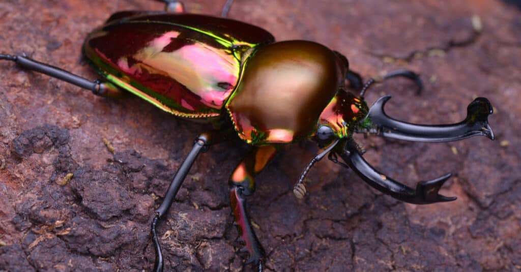 Scarabeo cervo arcobaleno