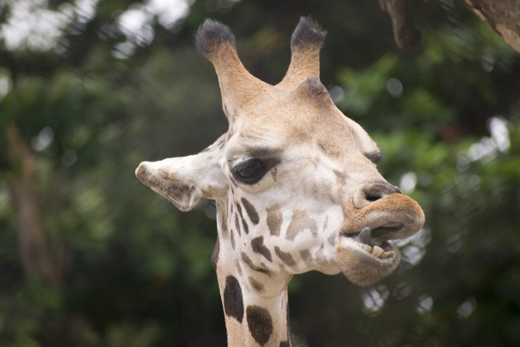 faccia di giraffa da vicino