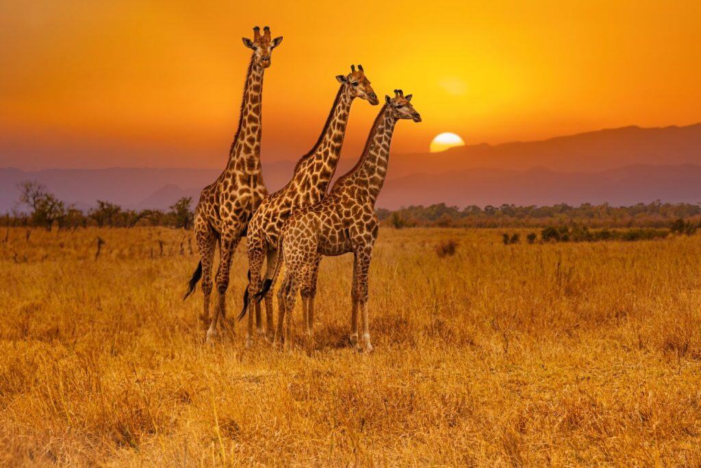 Tre giraffe in piedi insieme mentre il sole tramonta dietro di loro. Parco Nazionale Krueger in Sud Africa.