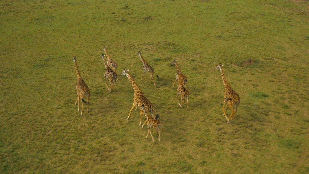 AEREA: Un gruppo di giraffe adulte che corre attraverso le vaste pianure dell'Africa. Vista mozzafiato delle giraffe che migrano attraverso la pittoresca natura selvaggia. Animali selvatici africani che corrono nella natura meravigliosa.