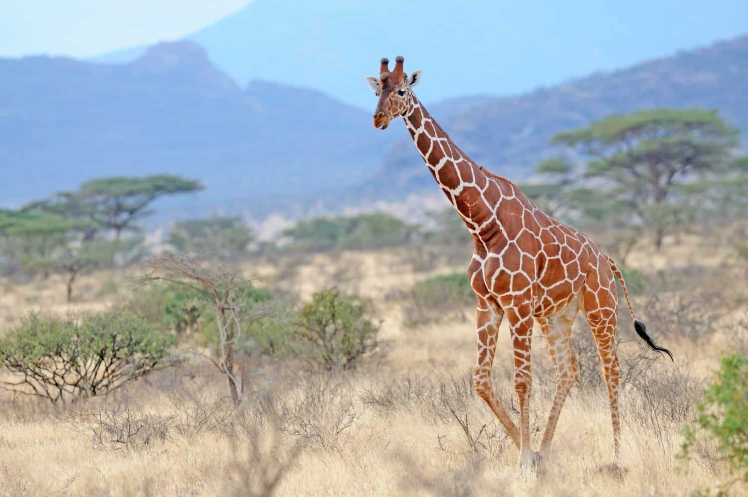 Una giraffa reticolata nell'habitat naturale della savana.
