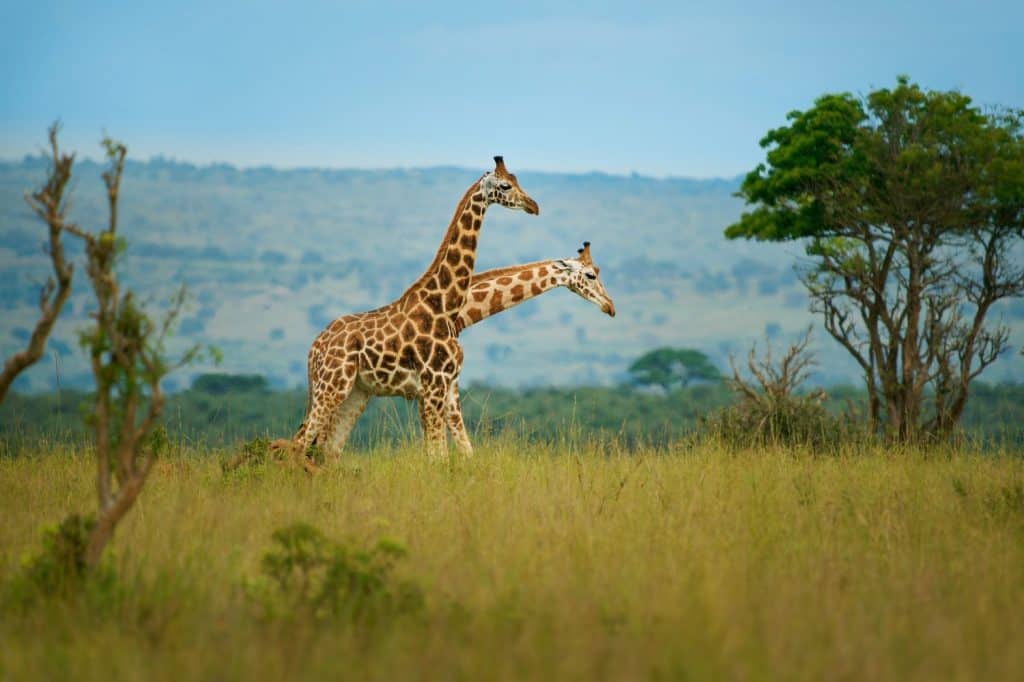 Giraffa angolana giraffa giraffa Angolensis, ex giraffa Camelopardals Angolensis anche giffe namibiano o smokey, sottospecie del giffe meridionale che si trova in Nambia, Zambia, Botswana, z