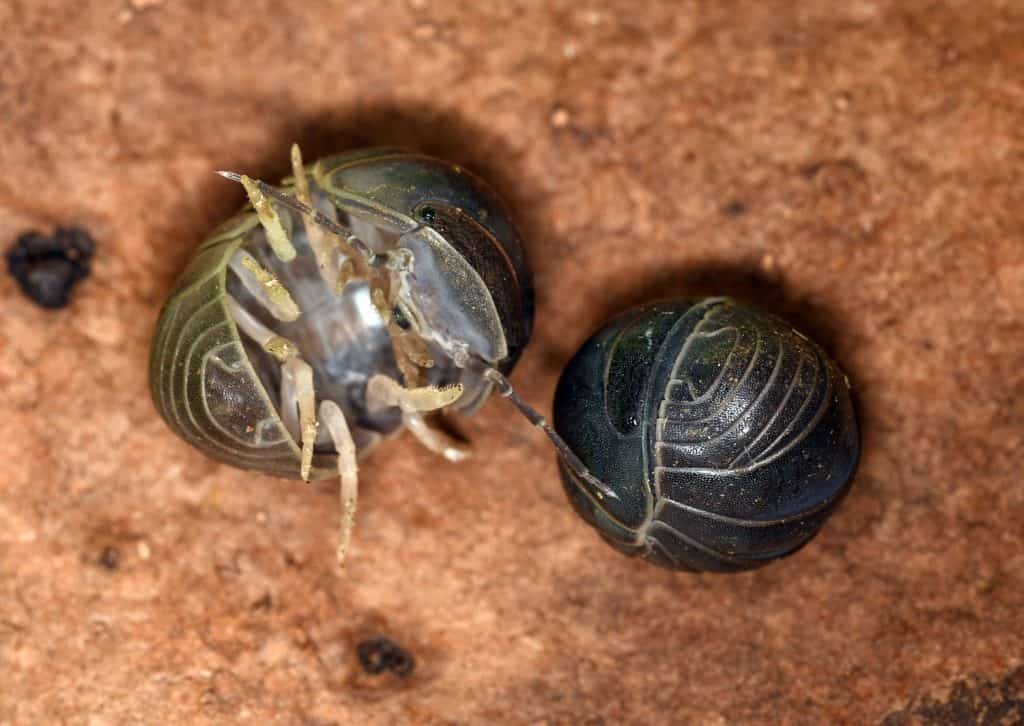 Armadillo officinalis (il pidocchio spagnolo), una specie di isopode della famiglia Armadillidae. Come i membri degli Armadillididi, gli Armadillidi sono in grado di arruolarsi in una sfera (conglobazione).