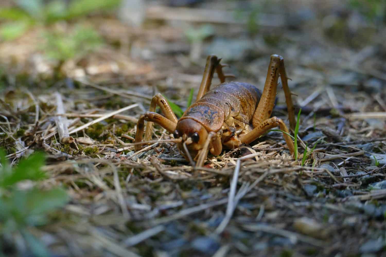 Il gigante dello Stretto di Cook wētā Deinacrida rugosa (l'insetto più pesante del mondo) ritratto ravvicinato sul terreno di Matiu - isola priva di parassiti di Somes al largo della costa di Wellington - Nuova Zelanda