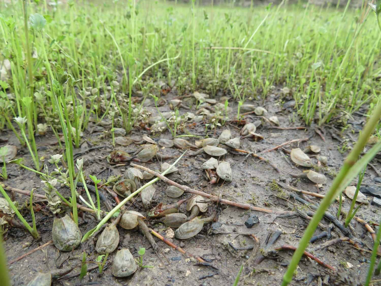 Un primo piano di gamberetti girino (Triops cancriformis) in uno stagno