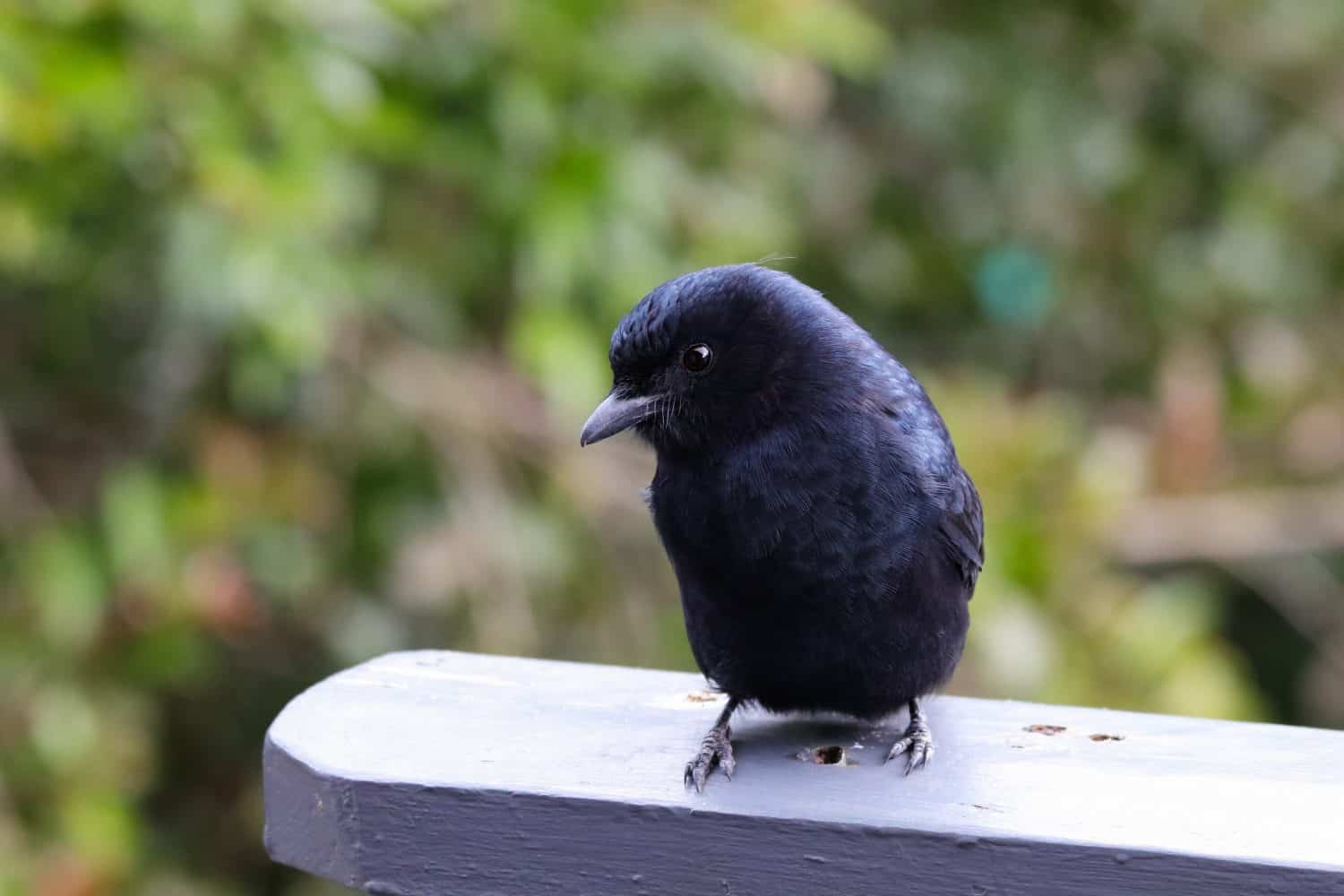 Drongo dalla coda a forcella (Dicrurus adsimilis)