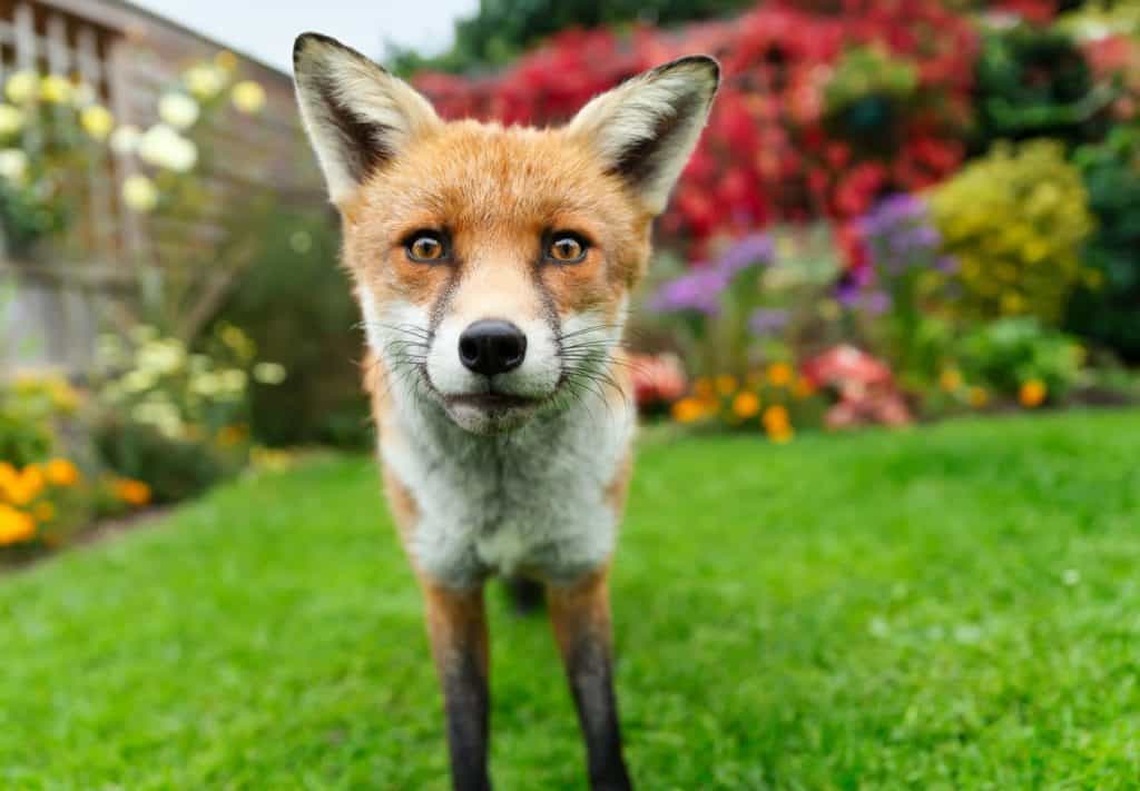Primo piano di una volpe rossa curiosa che sta su un'erba verde in un giardino fiorito