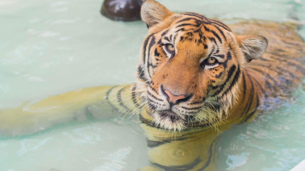 Tigre che si rilassa nell'acqua nello zoo, seleziona la messa a fuoco