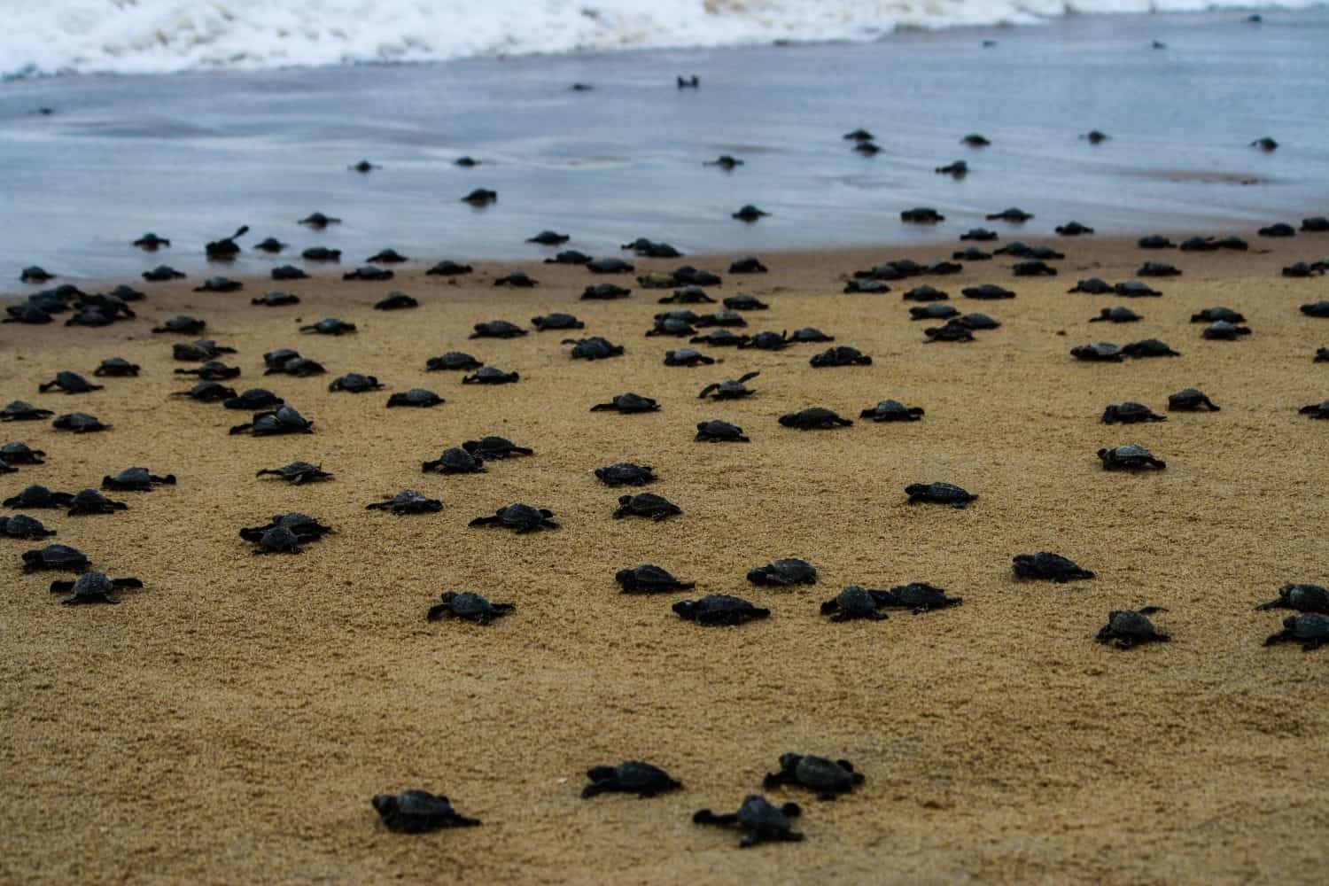 Cova di massa delle tartarughe Olive Ridley