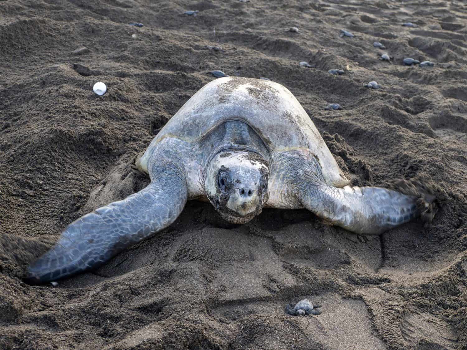 Raro avvistamento di una tartaruga marina Olive Ridley adulta (Lepidochelys olivacea) che depone le uova su una spiaggia della Costa Rica accanto a una piccola tartaruga appena schiusa che si dirige verso l'oceano