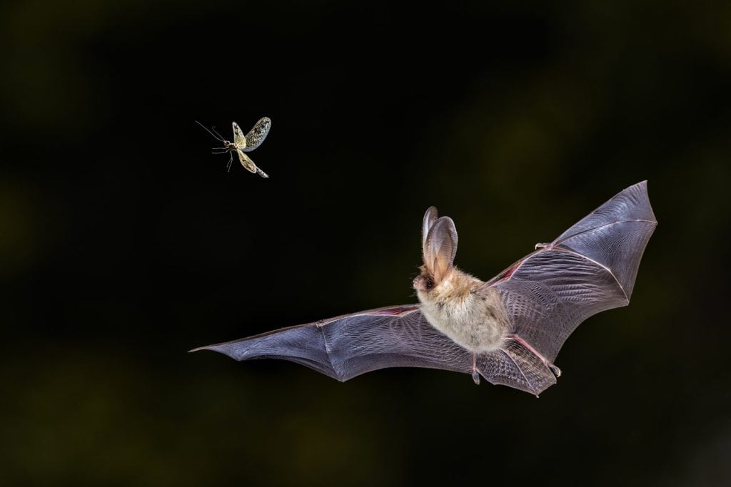 Pipistrello marrone dalle orecchie lunghe (Plecotus auritus) che vola e cerca di catturare la falena a mezz'aria nell'ambiente forestale. Scena faunistica della natura in Europa.