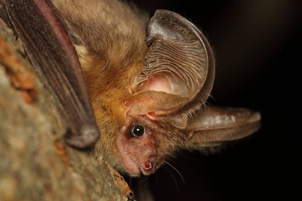 Il pipistrello marrone dalle orecchie lunghe o il pipistrello comune dalle orecchie lunghe (Plecotus auritus) sul ramo dell'albero in un habitat naturale