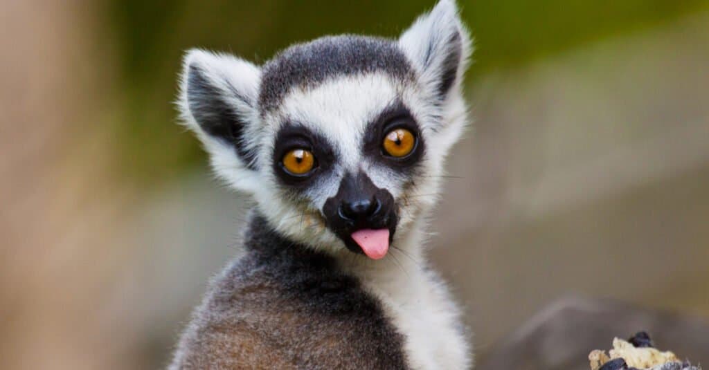 Animali con occhi grandi – lemuri