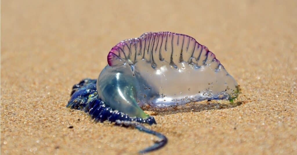 La nave da guerra portoghese (Bluebottle) è stata ritrovata sulla spiaggia.