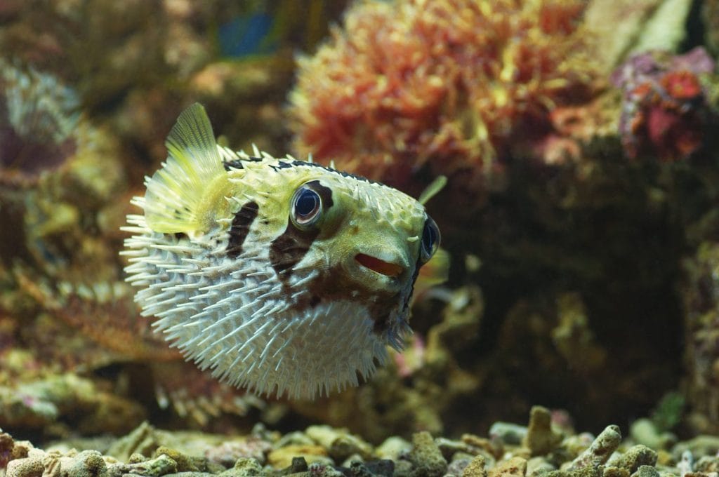 macro primo piano del pesce palla porcospino. pesci marini