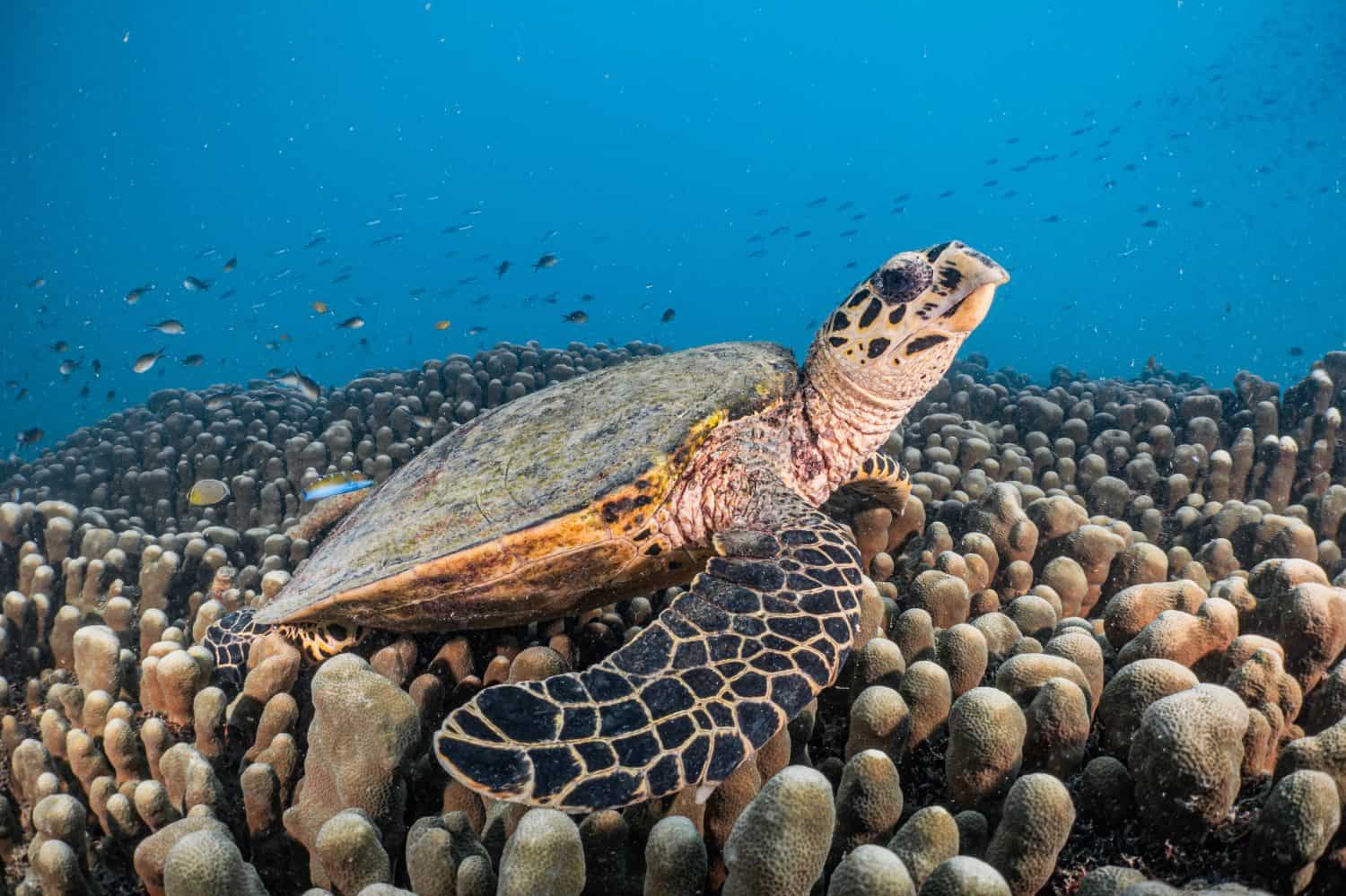 Immersioni subacquee e snorkeling nella Grande Barriera Corallina di Cairns Port Douglas (tartaruga marina, vongole giganti, cora dura, squalo, banco di pesci, coralli molli, grande visibilità, pesce palla)