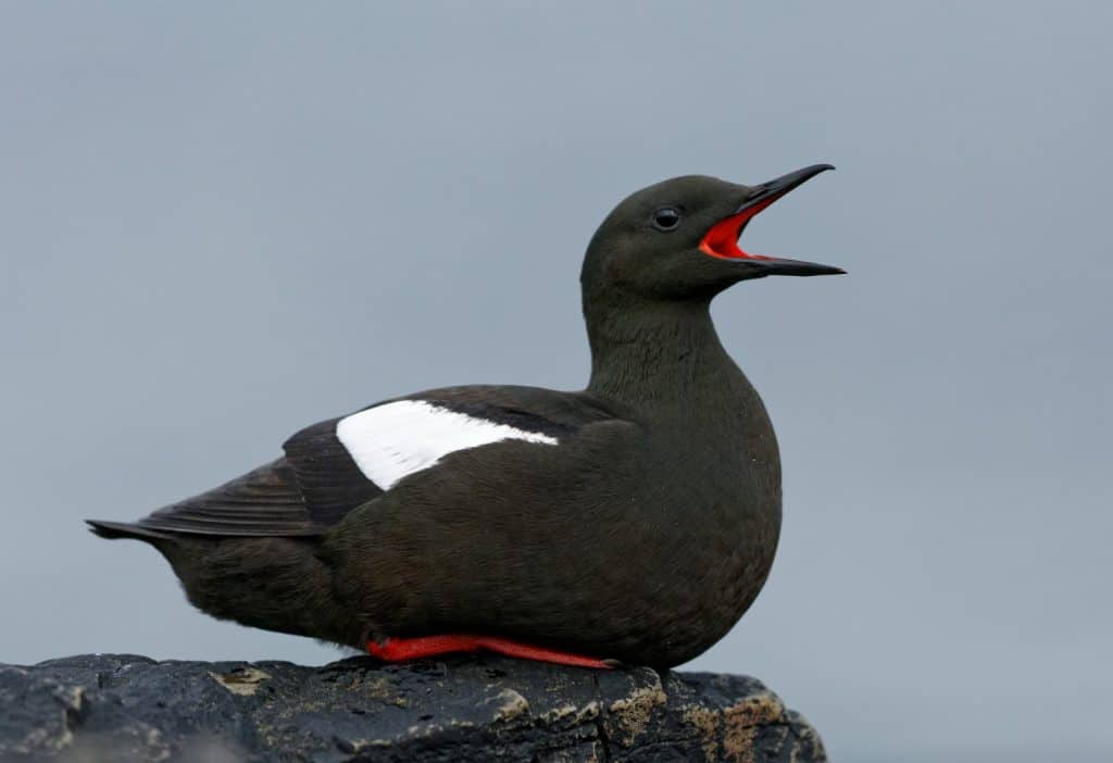 La guillemot nera o tystie è un uccello marino di medie dimensioni della famiglia degli alcidi, Alcidae, originario delle coste settentrionali dell'Atlantico e delle coste orientali del Nord America. È residente in gran parte del suo areale.