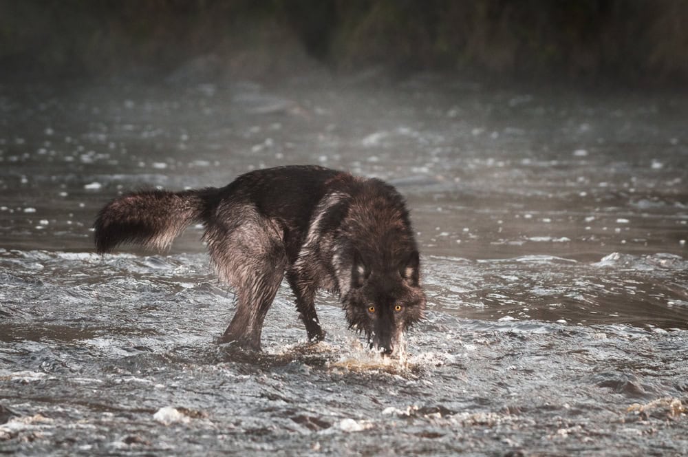 Lupo grigio (Canis lupus) si trasforma nel fiume - animale in cattività