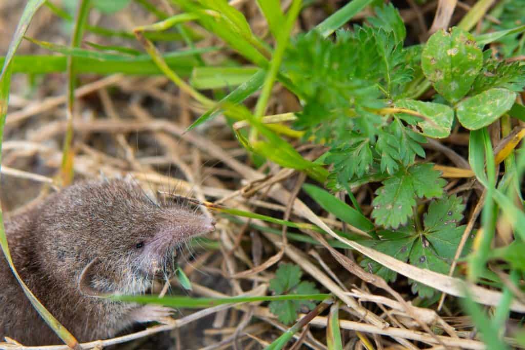 toporagno piccolo roditore nascosto sotto le piante e l'erba in un campo nel nord della spagna. ha un naso allungato.