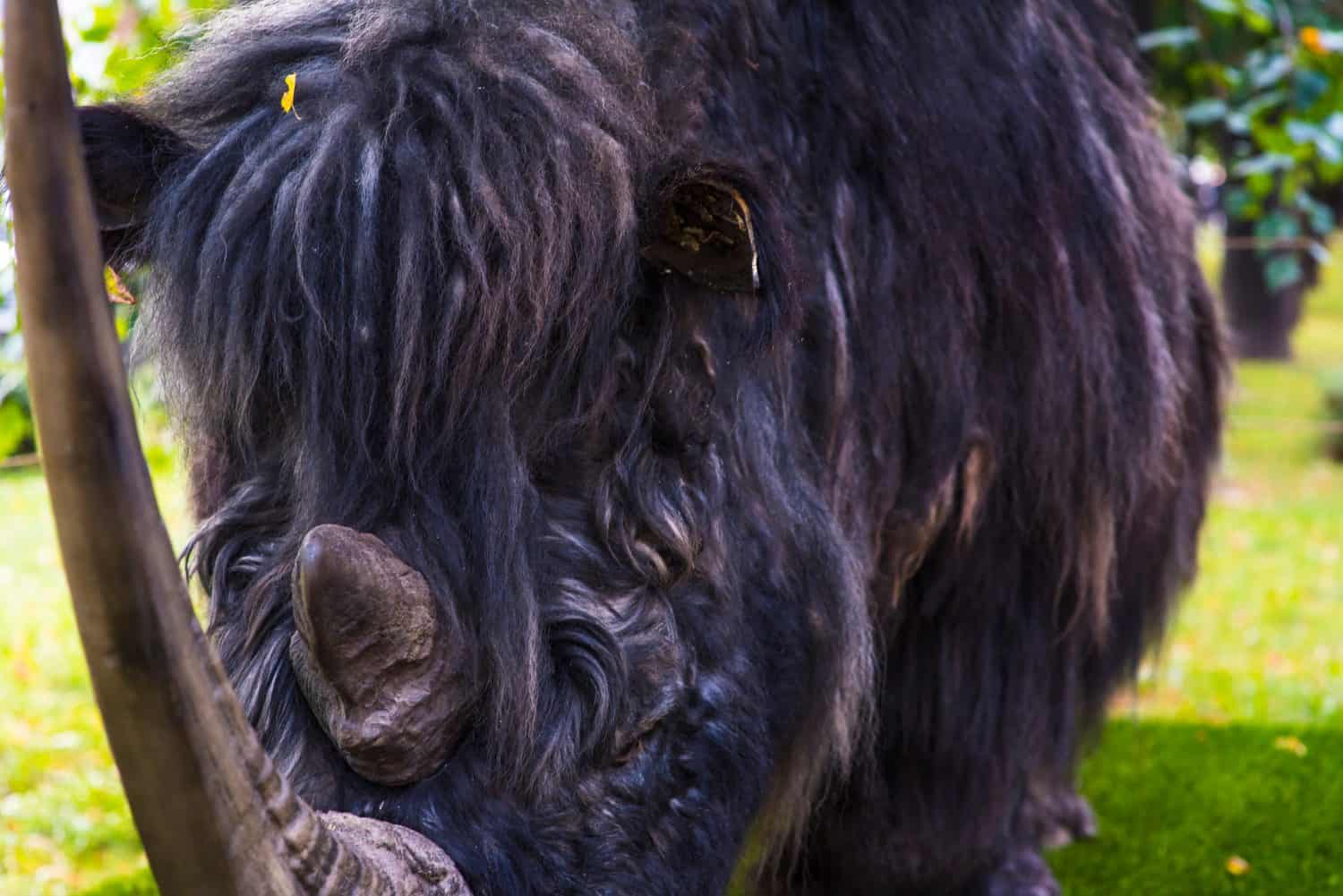 Una bestia irsuta emerge dalle nebbie del tempo. Questo è il rinoceronte lanoso, Coelodonta Antiquitatis, una specie di rinoceronte che esisteva durante l'ultima era glaciale.