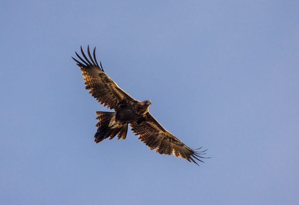Un'aquila scura molto grande con un becco enorme trovata in tutta l'Australia conosciuta come Aquila dalla coda a cuneo (Aquila audax)