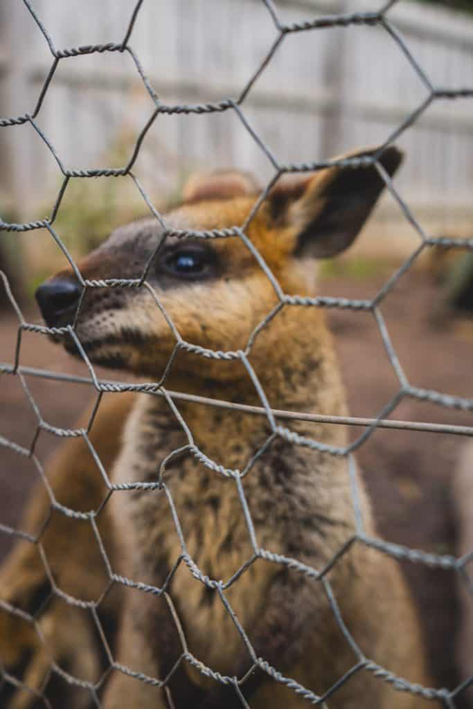 natura australia animali carino fauna selvatica CANGURO BLOCCATO WALLABIE TRISTE TRISTE