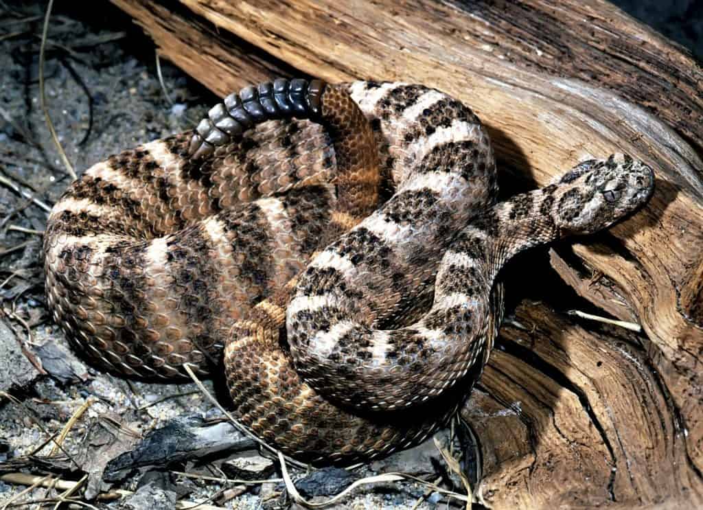Il serpente a sonagli tigre è un piccolo serpente velenoso con un sonaglio molto grande