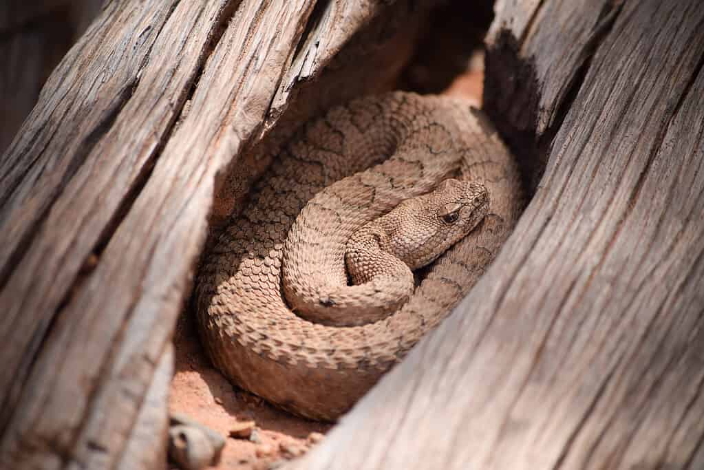 Nano serpente a sonagli sbiadito nella natura selvaggia, Colorado