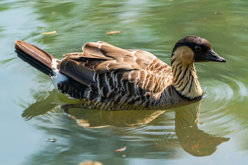 Oca hawaiana - conosciuta anche come Nene (Branta sandvicensis) - nuotata sul lago - primo piano con messa a fuoco selettiva