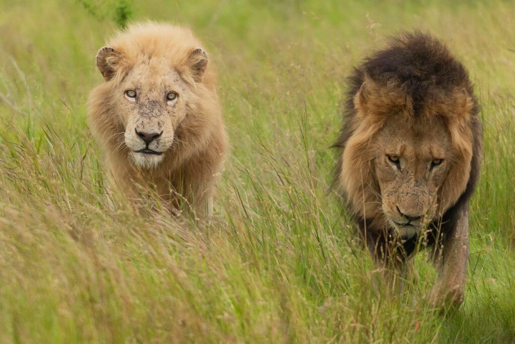 Leone africano - Panthera leo, leone bianco Casper e suo fratello che camminano nell'erba verde. Foto dal Parco Nazionale Kruger in Sud Africa vicino al Satara Rest Camp.