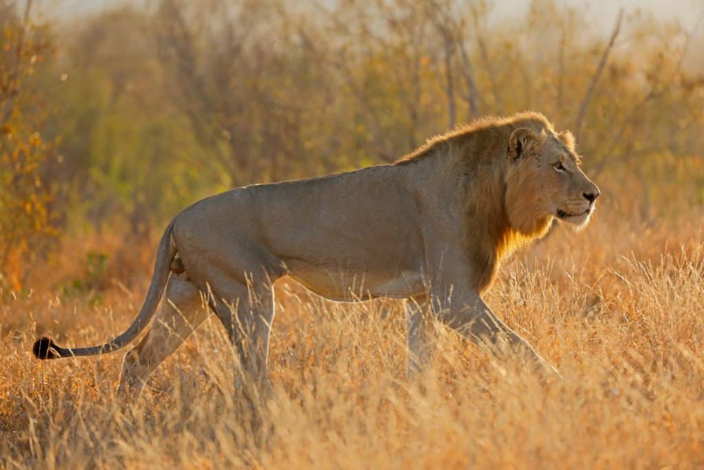 Un grande leone africano maschio (Panthera leo) che cammina all'alba, Kruger National Park, Sud Africa