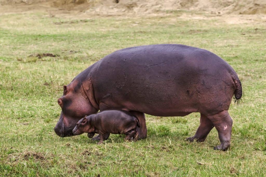 Ippopotamo bambino con la madre sull'erba verde. Uganda.
