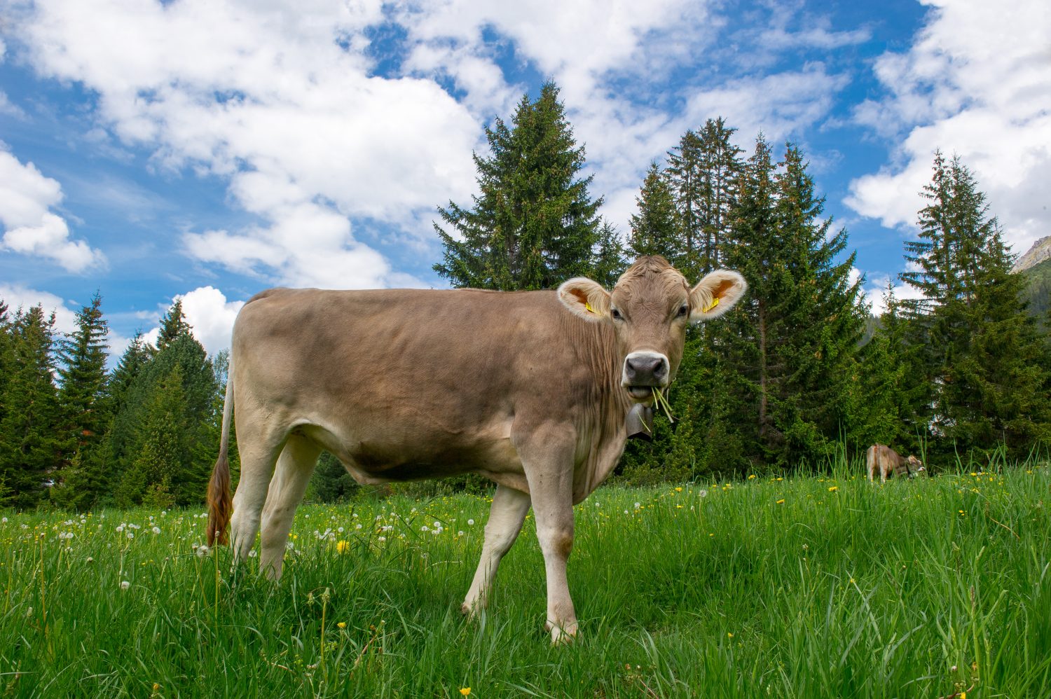 mucca svizzera marrone sul pascolo di montagna in Svizzera 